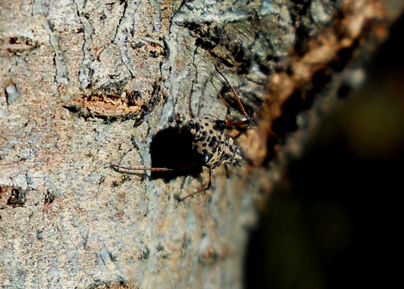 Tuberolachnus salignus (?) (Aphididae)